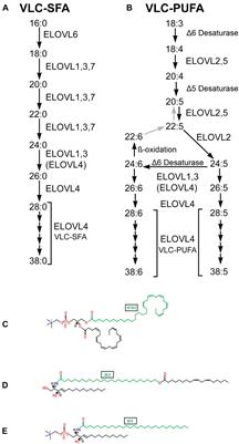 Novel Cellular Functions of Very Long Chain-Fatty Acids: Insight From ELOVL4 Mutations